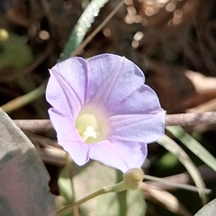 Ipomoea aristolochiifolia
