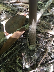 Amanita pekeoides