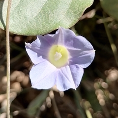 Ipomoea aristolochiifolia