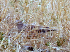 Streptopelia capicola damarensis