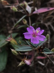 Pterogastra divaricata