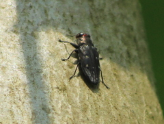 Chrysobothris