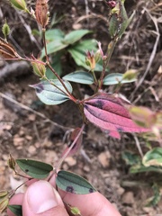 Pterogastra divaricata