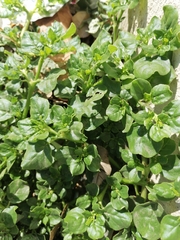 Mesembryanthemum cordifolium