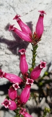 Erica cristata