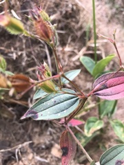 Pterogastra divaricata