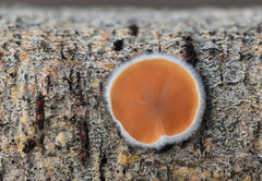 Schizophyllum amplum
