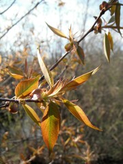 Amelanchier laevis