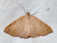 Hemeroplanis punitalis