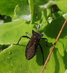 Elasmopoda valga