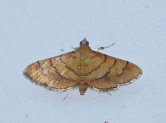 Orphanostigma