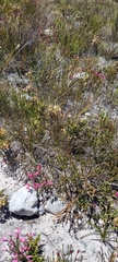 Erica cristata