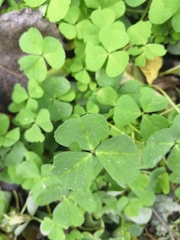 Medicago arabica