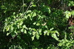 Salix pyrolifolia
