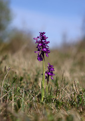 Anacamptis morio morio