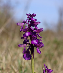 Anacamptis morio morio