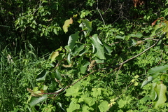 Salix pyrolifolia