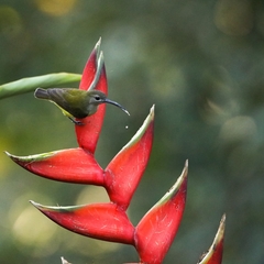 Arachnothera longirostra