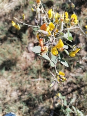 Crotalaria pumila