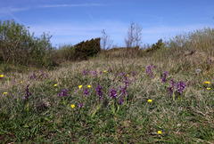 Anacamptis morio morio