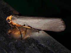 Gnamptonychia ventralis