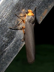 Gnamptonychia ventralis