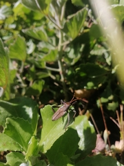 Elasmopoda valga