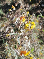 Crotalaria pumila