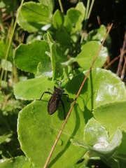 Elasmopoda valga
