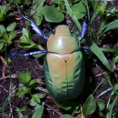 Chrysina beyeri
