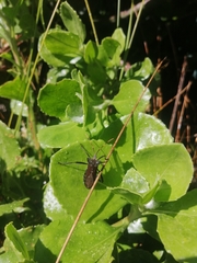Elasmopoda valga