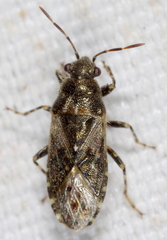 Heterogaster urticae