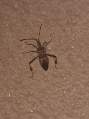 Leptoglossus occidentalis