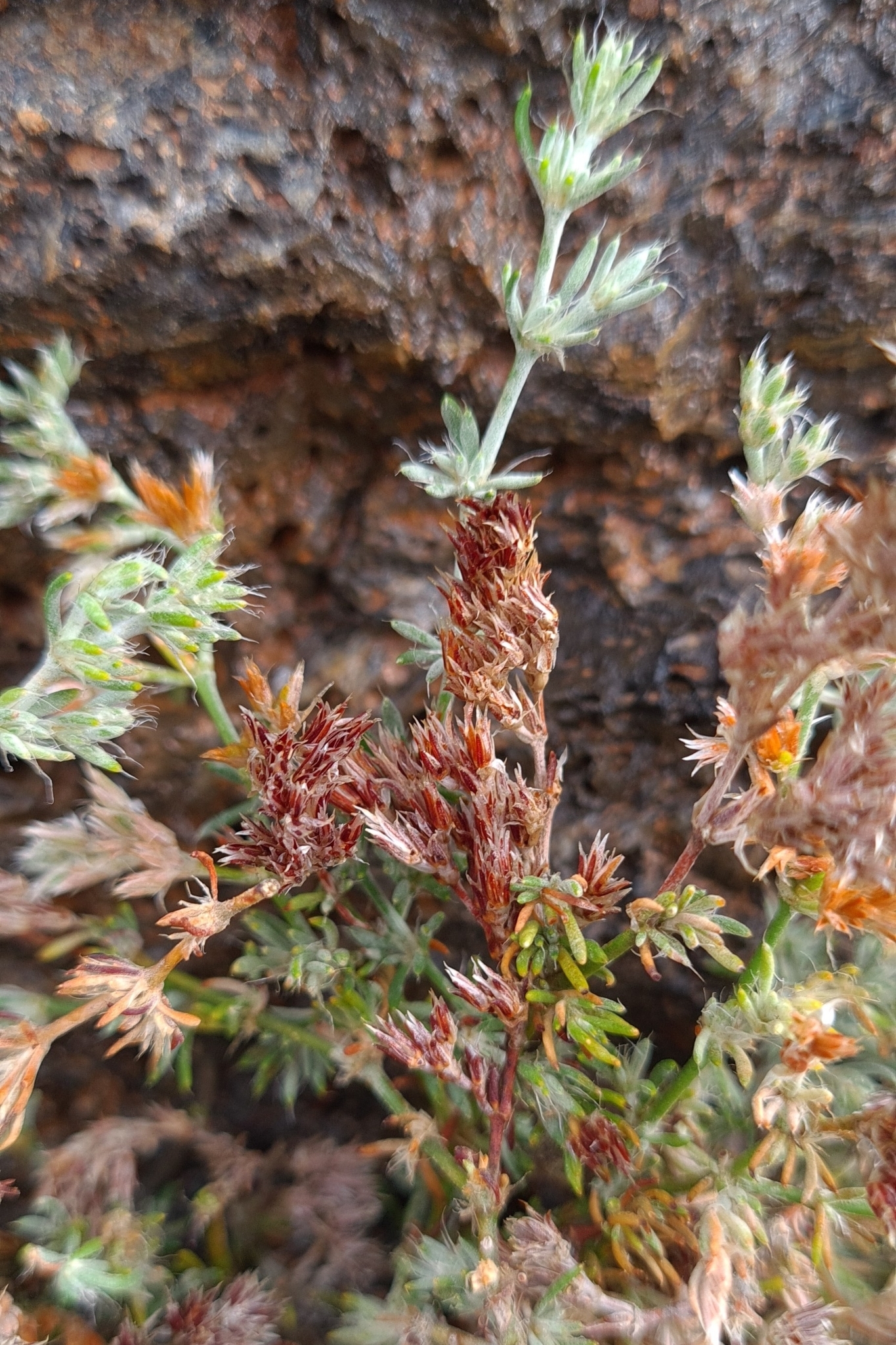 Polycarpaea tenuis