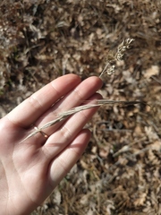 Brachypodium sylvaticum