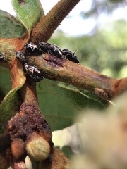 Membracidae