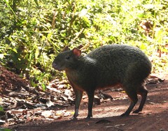 Cuniculus