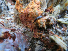 Nectriaceae