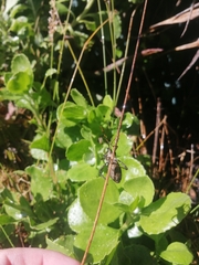 Elasmopoda valga
