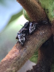 Membracidae