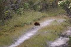 Tachyglossus aculeatus setosus