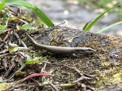 Anadia pulchella