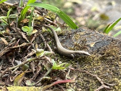 Anadia pulchella