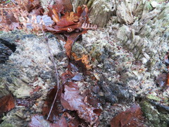 Nectriaceae