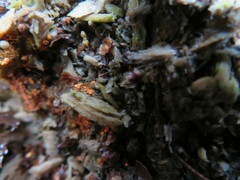 Nectriaceae