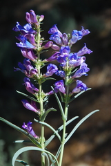 Penstemon speciosus