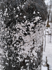 Cryptococcus fagisuga