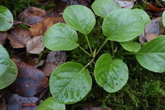 Pyrola rotundifolia