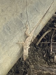 Anolis stratulus