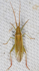 Stenodema calcarata